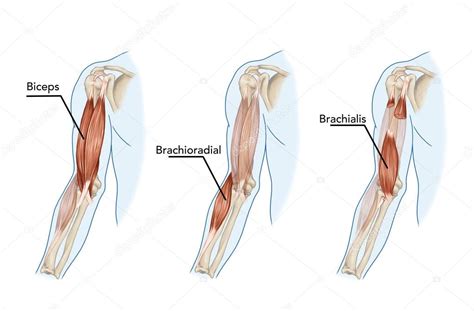 Biceps, Brachii, Brachioradial, Brachialis muscles – didactic Stock Photo by ©stihii 14814527