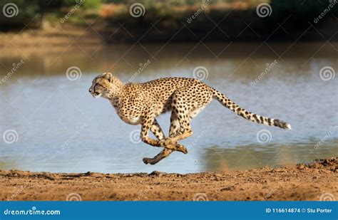 Cheetah Running, Acinonyx Jubatus, South Africa Stock Photo - Image of africa, wildlife: 116614874