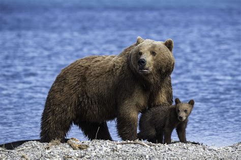 Brown Bear Facts: Behavior, Diet, Habitat, and More