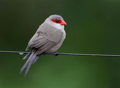 ML204137231 Common Waxbill Macaulay Library