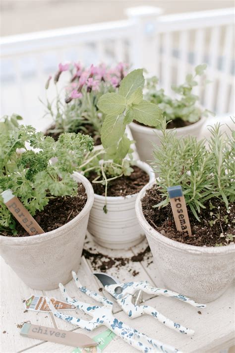 Potted Herbs