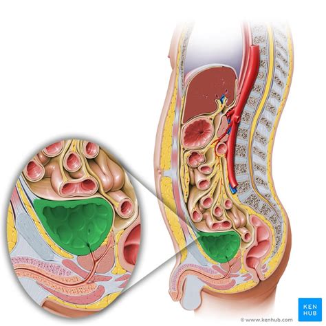 Anatomy Of The Lower Urinary Tract ScienceDirect, 43% OFF