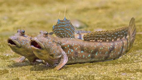 Fun Giant Mudskipper Facts For Kids | Kidadl