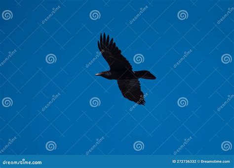 Common Raven Flying in the Sky Stock Photo - Image of level, playing ...