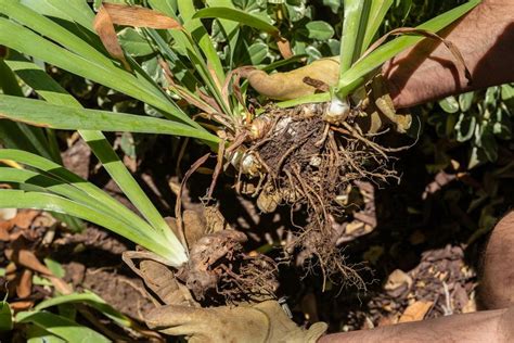 What to Know About Rhizomes and Plants