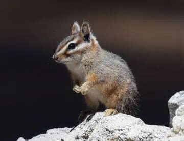 20 Types of Chipmunks: Species, Identification, and Photos