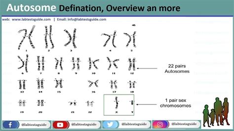 Autosome Defination And Overview Lab Tests Guide | The Best Porn Website