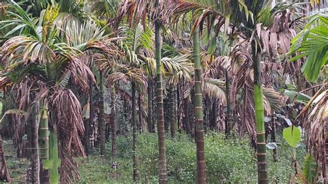 Blast Attack: Arecanut Plantations in Karnataka Face Massive Fungus Threat