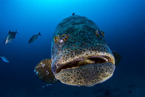 Goliath Grouper May Lose Protection in Florida, USA