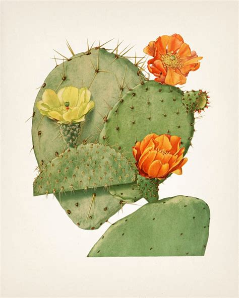 Prickly Pear Cactus Wall Art Set of Four PL-50-54-55-60 - Etsy