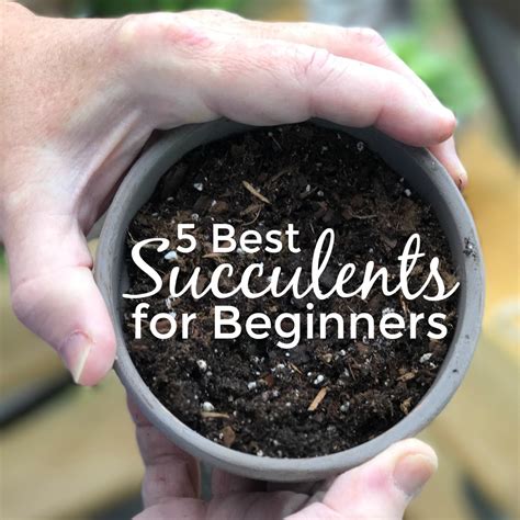 5 Best Succulents for Beginners - Desperately Seeking Gina