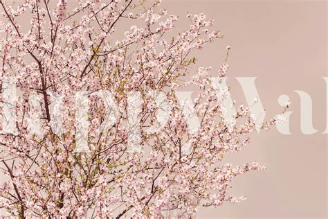 Spring Blossom Tree Wallpaper - Happywall