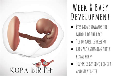 8 Weeks Pregnant: Symptoms, Belly Bump, & Twins | Kopa Birth®