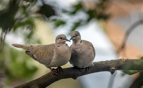 The Sweet Symbolism and Spiritual Meaning of Doves - BahaiTeachings.org