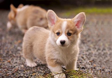 Pembroke Welsh Corgi Puppies For Sale