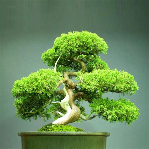 Juniperus chinensis - Chinese Juniper - Ouriques Farm