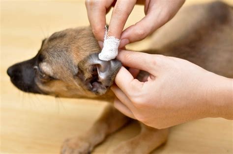 How to Clean your Dog's Ears, Natural and Home Remedies to Clean Dog ...