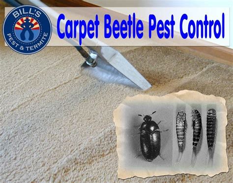 Carpet Beetle Pest Control Phoenix Az | Bills Pest Termite Control