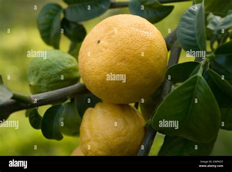 Citrus bergamia, Bergamot, Citrus Stock Photo - Alamy