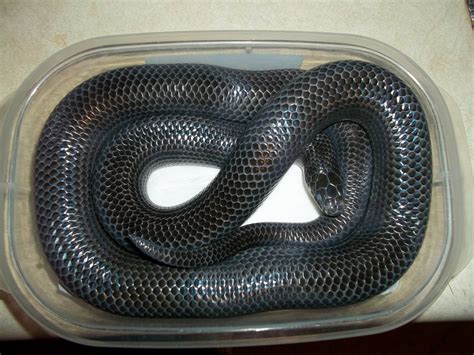 Black Milk Snake Facts and Pictures