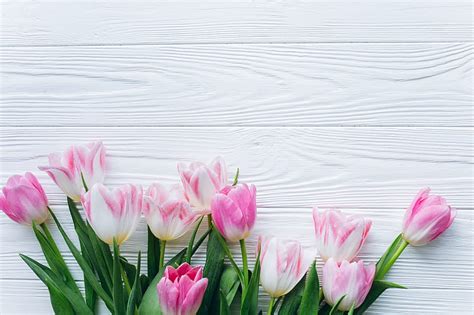 HD wallpaper: flowers, background, Spring, Tulips | Wallpaper Flare