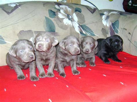 Pinyan Labs: High-Quality Silver Lab Puppies from a Labrador Breeder ...