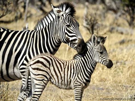 Zebra Facts For Kids & Adults. Information, Pictures & More