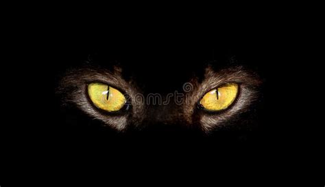 Eyes of black cat in dark stock photo. Image of hair - 113699880