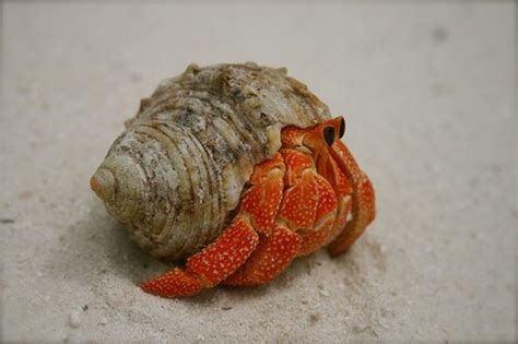 Hermit Crabs: Land Hermit Crab Species | PetHelpful