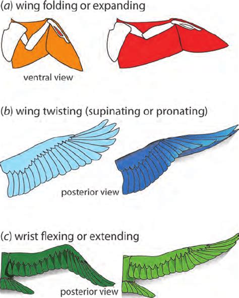 Folded Bird Wing Anatomy