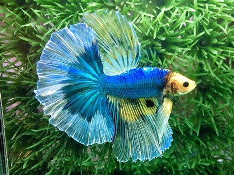 17 Types of Bettas • Tails, Colors & Patterns & Myths You Won't Guess