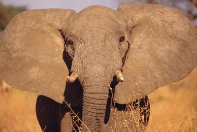 How an Elephant's Ears Help Control Its Temperature | Animals - mom.me