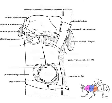 Entomology Exam 1 (Insect Thorax pt 2) Diagram | Quizlet