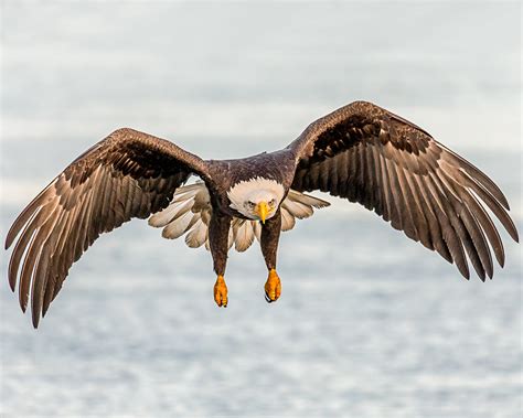 Coming This Way! | This Bald Eagle was photographed in Kache… | Flickr