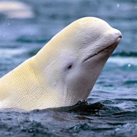 Beluga Whale Baby