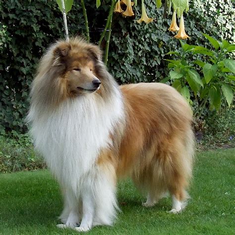 Scotch Collie Breed Guide - Learn about the Scotch Collie.