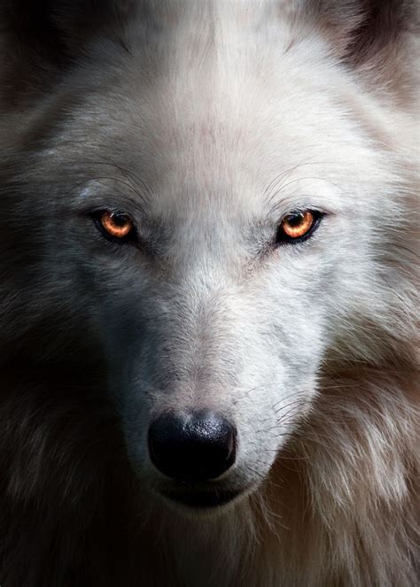 Angry Wolf Face