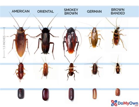 What Does a Cockroach Look Like? | Roach Identification Guide | DoMyOwn.com