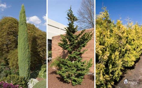 Types Of Decorative Evergreen Trees | Shelly Lighting