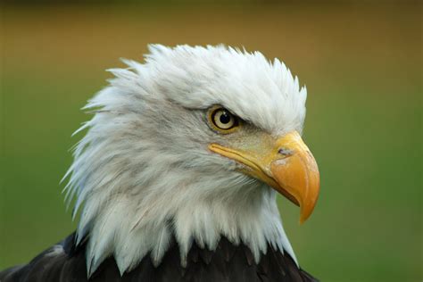 eagle head front view - Clip Art Library