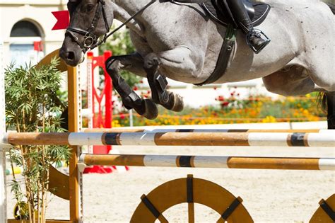 Showjumping Terminology - Equestrian Hub