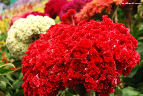 Cockscomb flower varieties