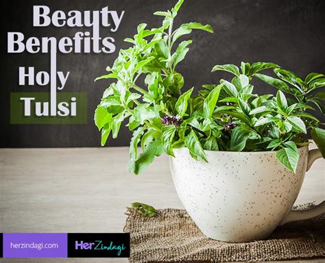 The Holy Tulsi Has A Number Of Skin And Hair Benefits | HerZindagi