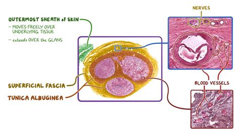 Penis histology: Video, Anatomy, Definition & Function | Osmosis