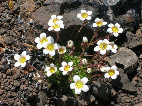 15+ Various Tundra Plants That Can Be Found in Tundra Region - Conserve Energy Future