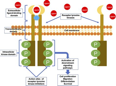 Receptor Tyrosine Kinase Pathway