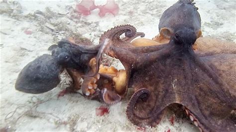 Epic Octopus Fight Caught on Video