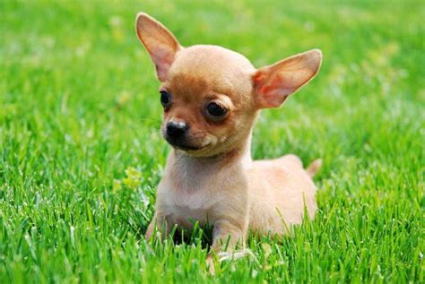 Chihuahua Breeds Types