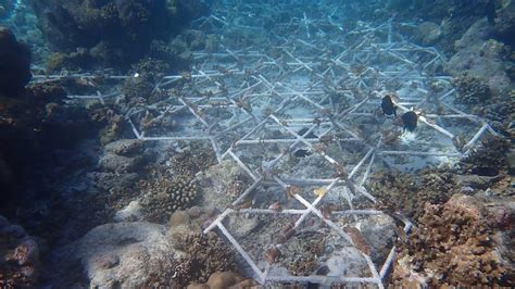 Coral Reef Restoration Project at Hurawalhi Maldives Resort