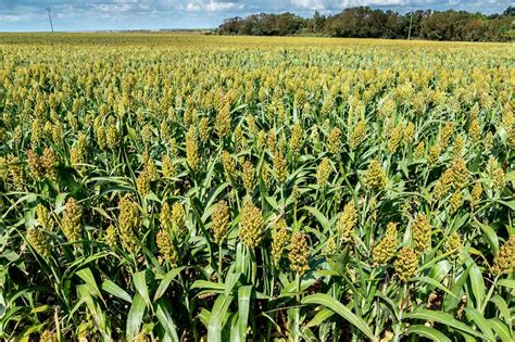 Field of sorghum. - Stock Image - C037/2494 - Science Photo Library